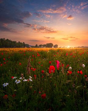 Fleurs sauvages au coucher du soleil sur Jeroen Lagerwerf