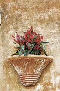 Planter in Italian street