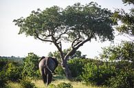 Olifant gezien vanaf de rug, lopend naar een boom van Simone Janssen thumbnail