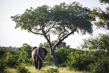 Elefant von hinten gesehen, der zu einem Baum läuft von Simone Janssen