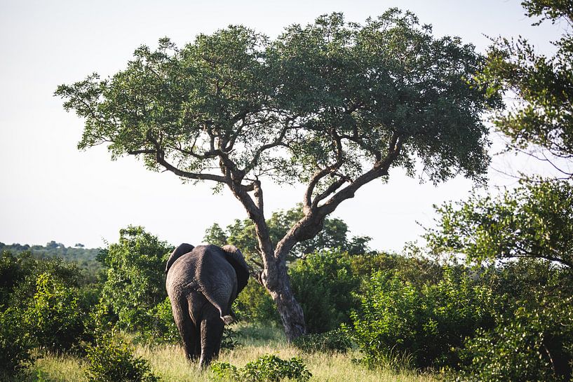 Olifant gezien vanaf de rug, lopend naar een boom van Simone Janssen
