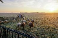 grazende schapen met zon op de achtergrond van Dirk van Egmond thumbnail