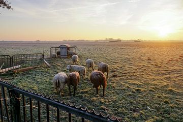 grazende schapen met zon op de achtergrond