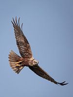 Marsh Harrier