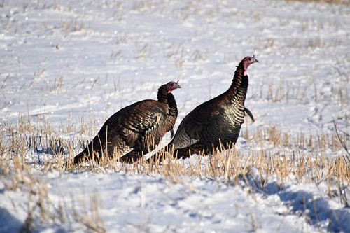 Wilde Truthähne im Winter
