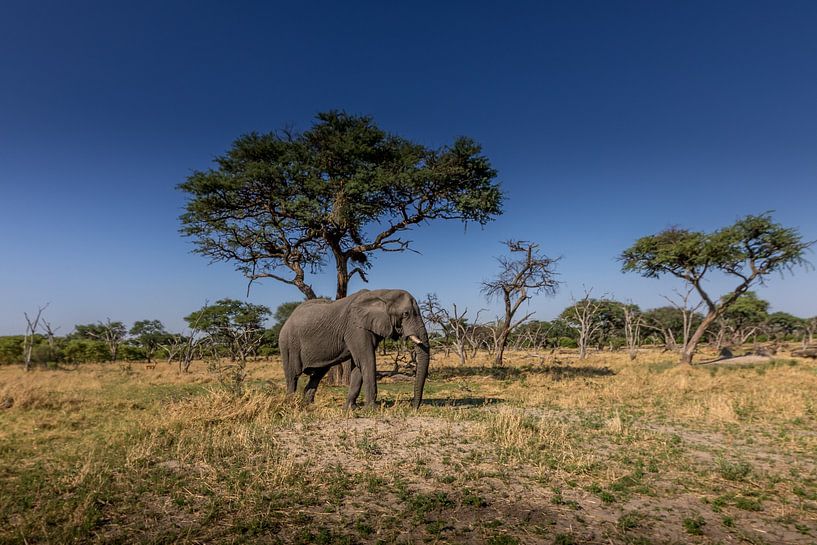 Okavango delta elephant by Erik Verbeeck