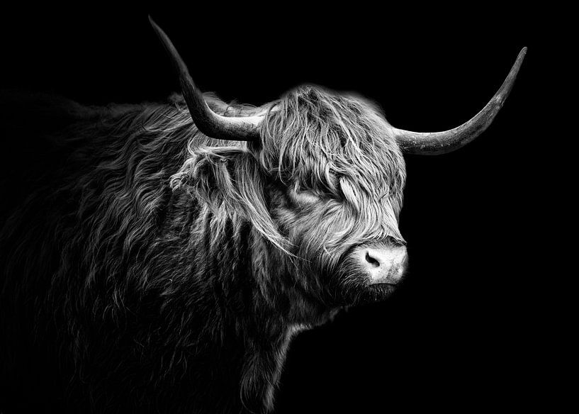 Scottish Highlanders by Edwin Kooren