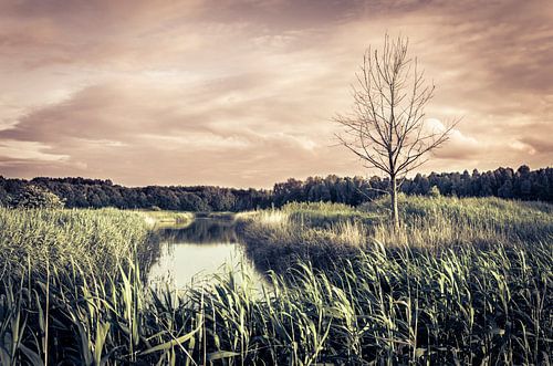Toter Baum in Almere Pampus Polder
