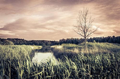 Dode boom in Almeerse Pampus polder