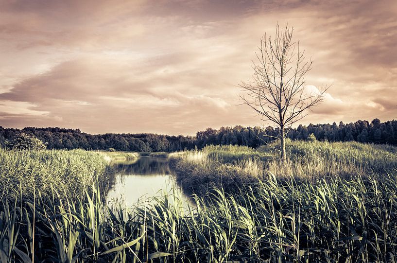 Toter Baum in Almere Pampus Polder von Sven Wildschut