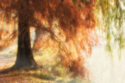 Herfst in het park
