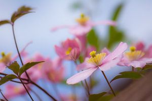 clematis