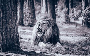 Koning van de jungle - Een prachtige leeuw kauwt zijn prooi in Serengeti Park Resort Zoo van Jakob Baranowski - Photography - Video - Photoshop