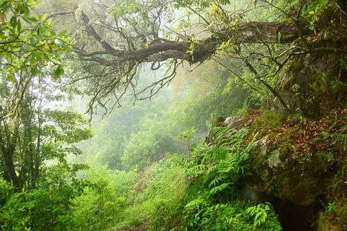 Mist in het bos van Michel van Kooten