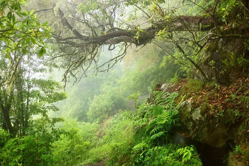 Lorbeerwald Laurisilva von Madeira von Michel van Kooten
