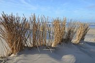On the beach by Corinna Vollertsen thumbnail