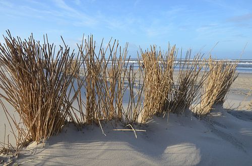 Op het strand