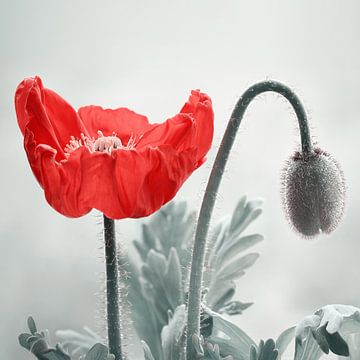 Mohnblume von Violetta Honkisz