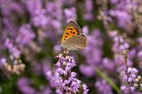 Butterfly resting on a flower