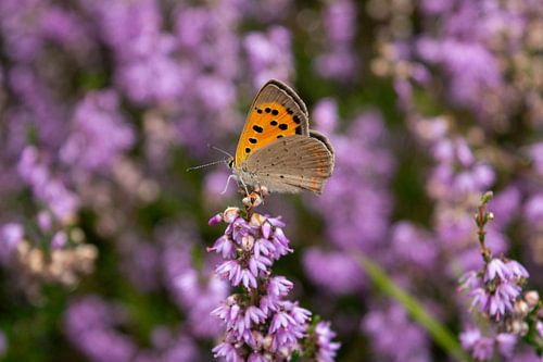 Vlinder rustend op een bloem