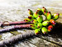 Green pearls of nature