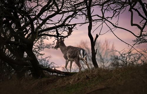 Veluwe, Gelderland Rotwild