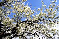 Witte lentebloesem tegen een blauwe lucht van Jessica Berendsen thumbnail