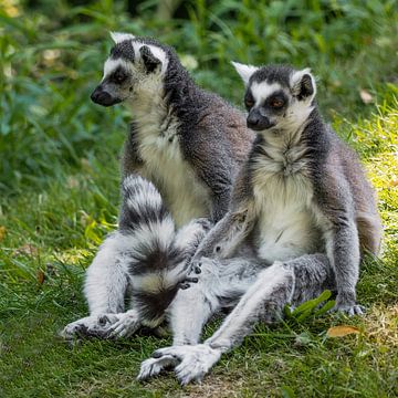 Lémurien à queue blanche : Safaripark Beekse Bergen sur Loek Lobel