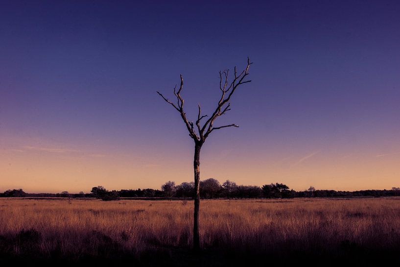 Fotobaum Natur lila blau orange von Angela Kiemeneij