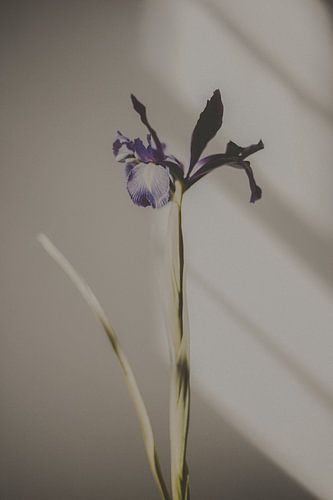 Signature 07