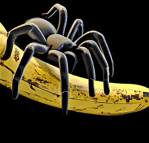 Enge zwarte spin op een banaan met zwarte achtergrond