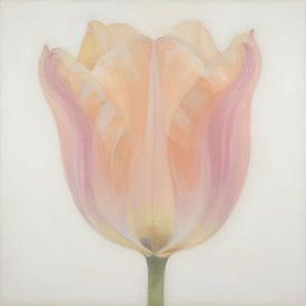 Tulpe in zarten Pastelltönen von Kristin M