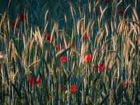 Mohnblumen füllen das Kornfeld