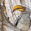 Bâton à bec jaune du sud sur Cor de Bruijn Photography