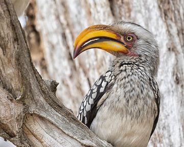 Yellowbilled hornbill by Cor de Bruijn