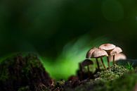 Kleine Gruppe Pilze im Wald von Mark Scheper Miniaturansicht