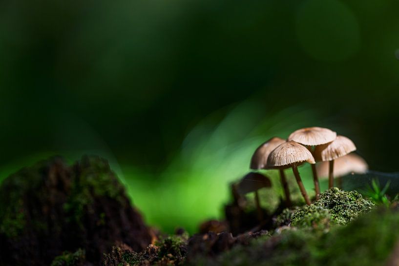 Kleine Gruppe Pilze im Wald von Mark Scheper