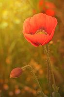 Mohnblume