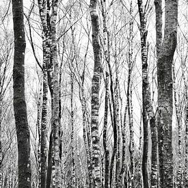 Photo noir et blanc de bouleaux sur Martijn Verhagen