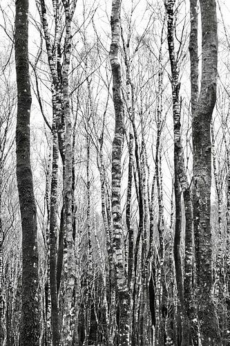 Birch trees black & white
