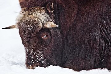 The head of a harsh northern musk ox close up, covered with snow is winter and cold.. by Michael Semenov