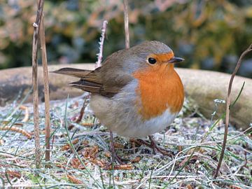 Roodborst met winterkost van Jan Meijer