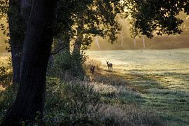 Herten in de morgen 1) van Norbert Sülzner