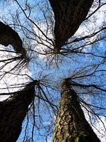 Vier bomen