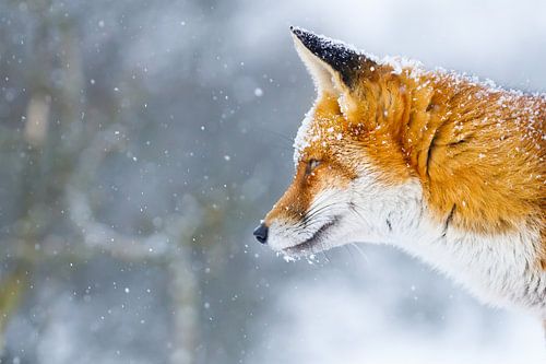 red fox in the snow