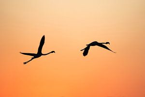 Vol au crépuscule Silhouette de flamants roses sur un paysage orange vif