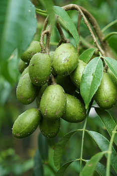 Ambarella-Frucht (Kedondong)