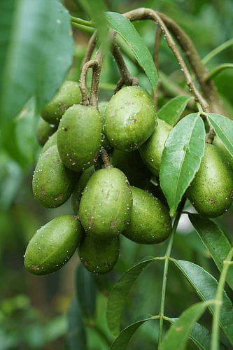 Ambarella-Frucht (Kedondong)