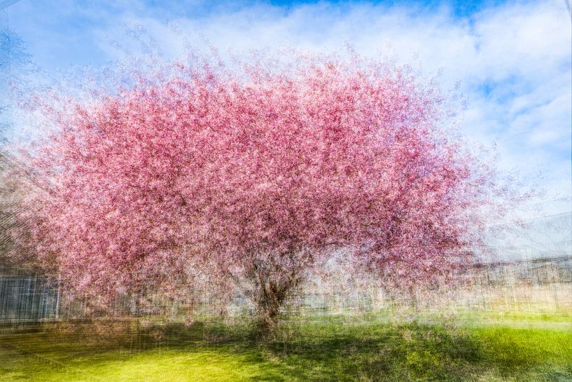 Spring joy by Patty Elferink