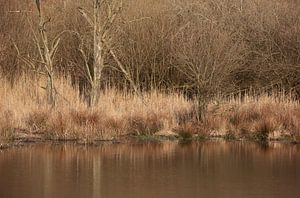 L'automne au bord de l'eau sur Frank Smedts